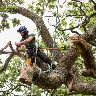 tree trimming and removal