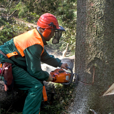 tree trimming and removal