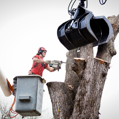 tree trimming and removal