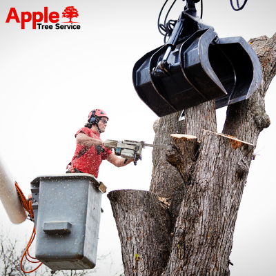 tree trimming and removal