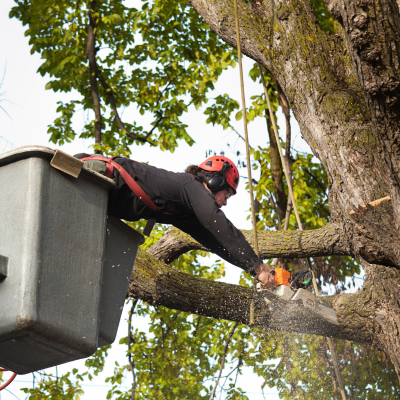 tree trimming and removal