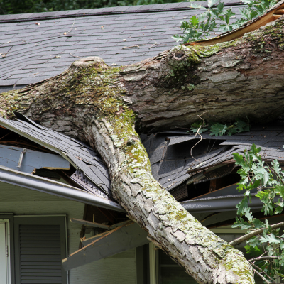 tree trimming and removal