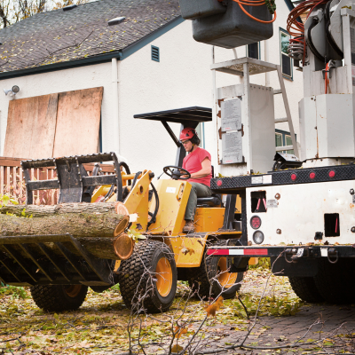 tree trimming and removal